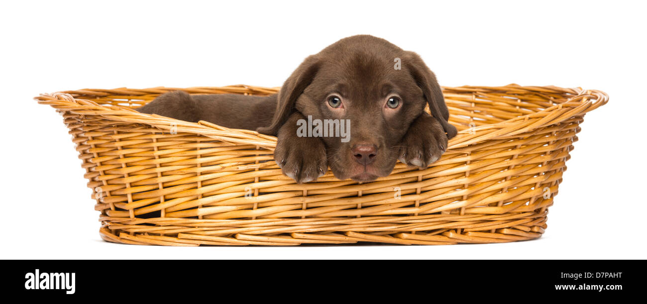 Labrador Retriever Welpe liegend im Weidenkorb, 2 Monate alt, vor weißem Hintergrund Stockfoto
