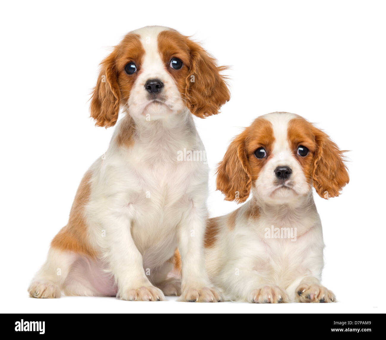 Zwei Cavalier King Charles Puppies, 2 Monate alt, sitzen und liegen auf weißen Hintergrund Stockfoto