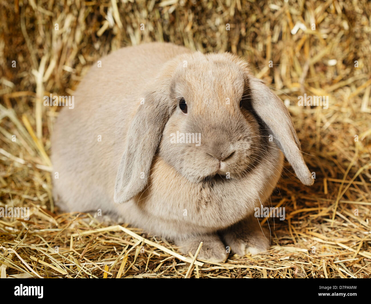 graue lop-Earred Kaninchen am Heuboden, Nahaufnahme Stockfoto