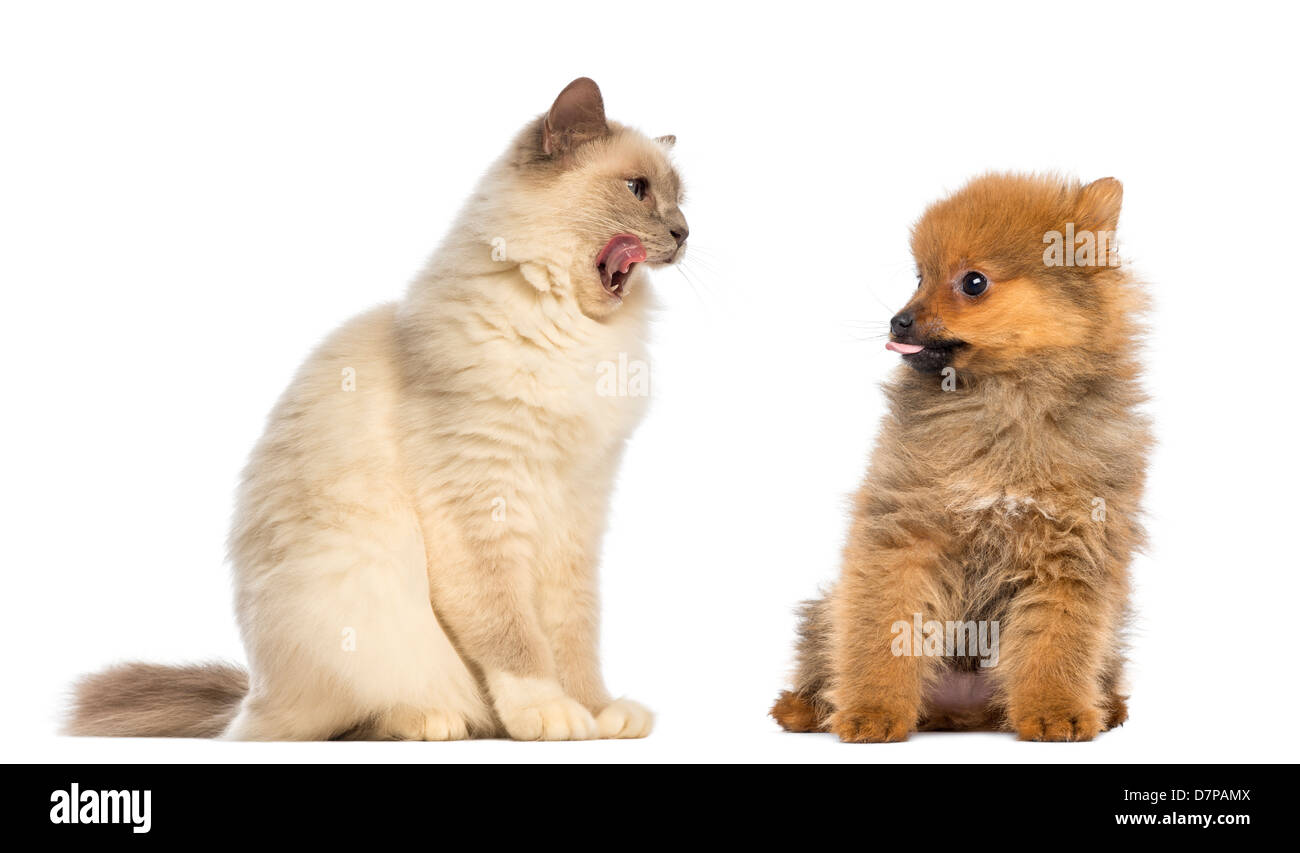 Katze und Deutscher Zwergspitz Welpen sitzen gegen vor weißem Hintergrund Stockfoto