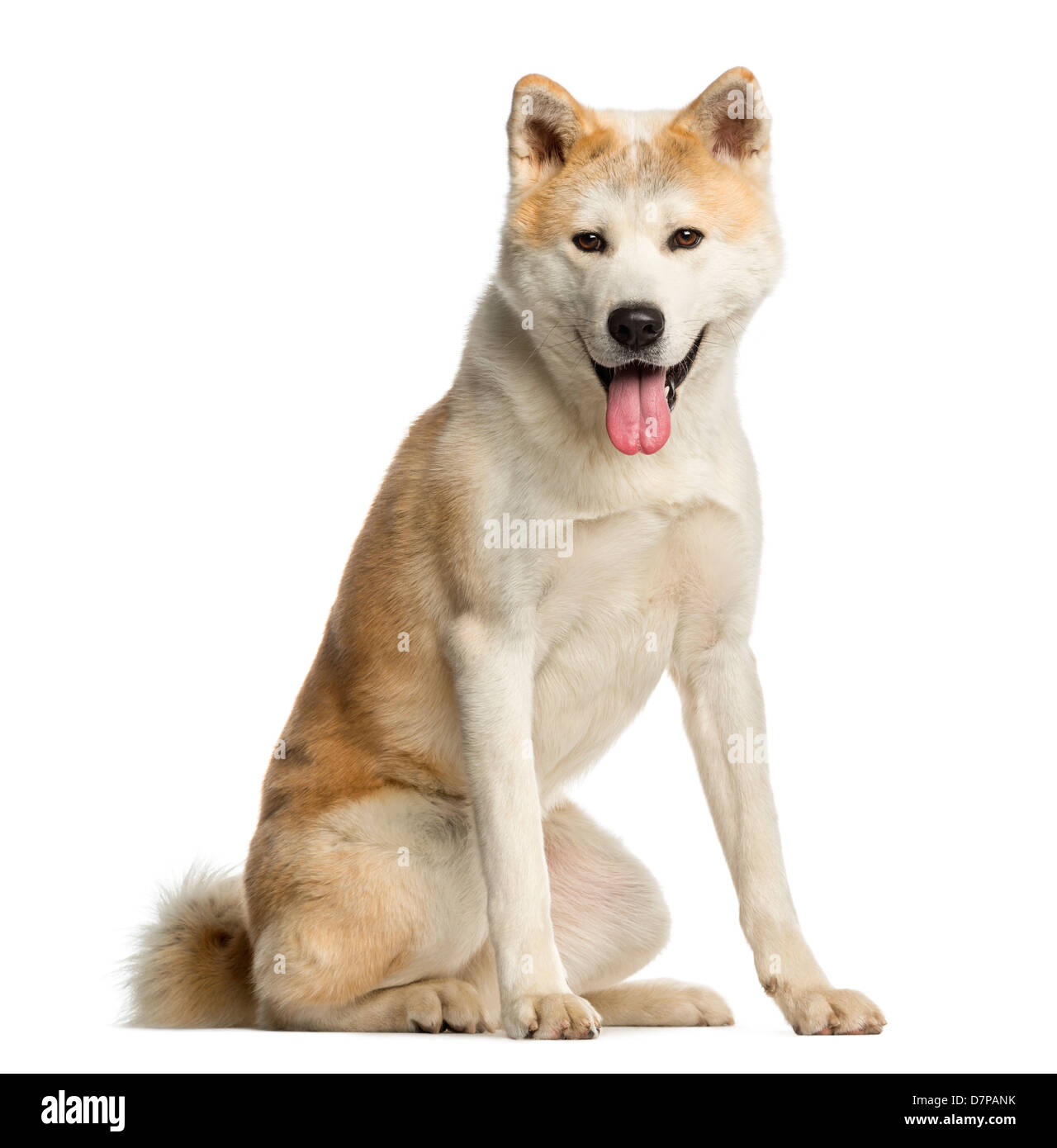 Akita Inu, 2 Jahre alt, sitzt vor weißem Hintergrund Stockfoto