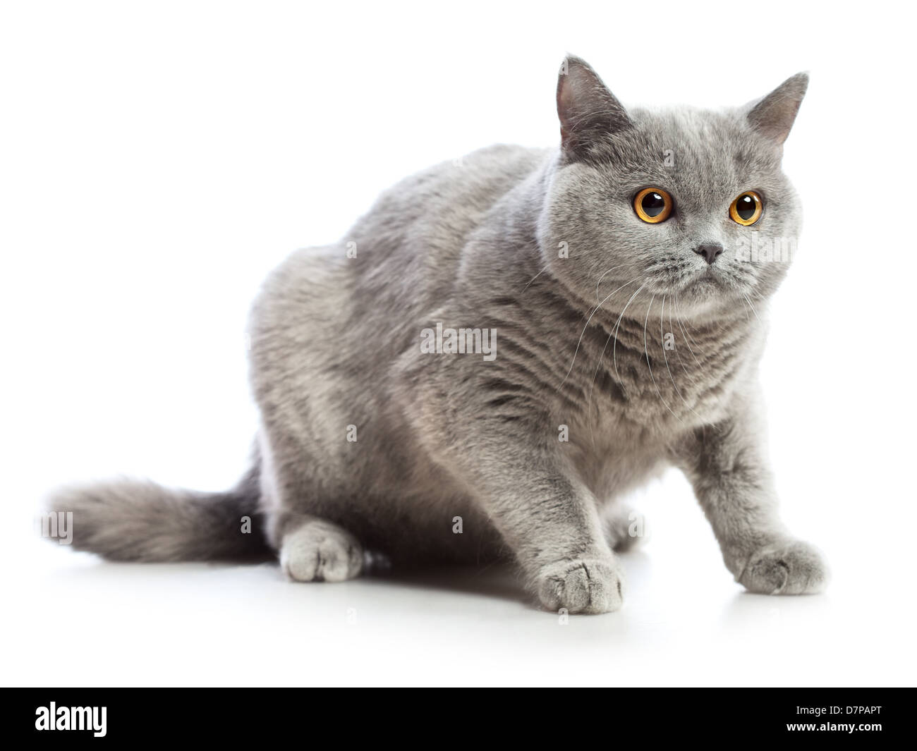 blaue Britisch Kurzhaarkatze, isoliert auf weiss Stockfoto