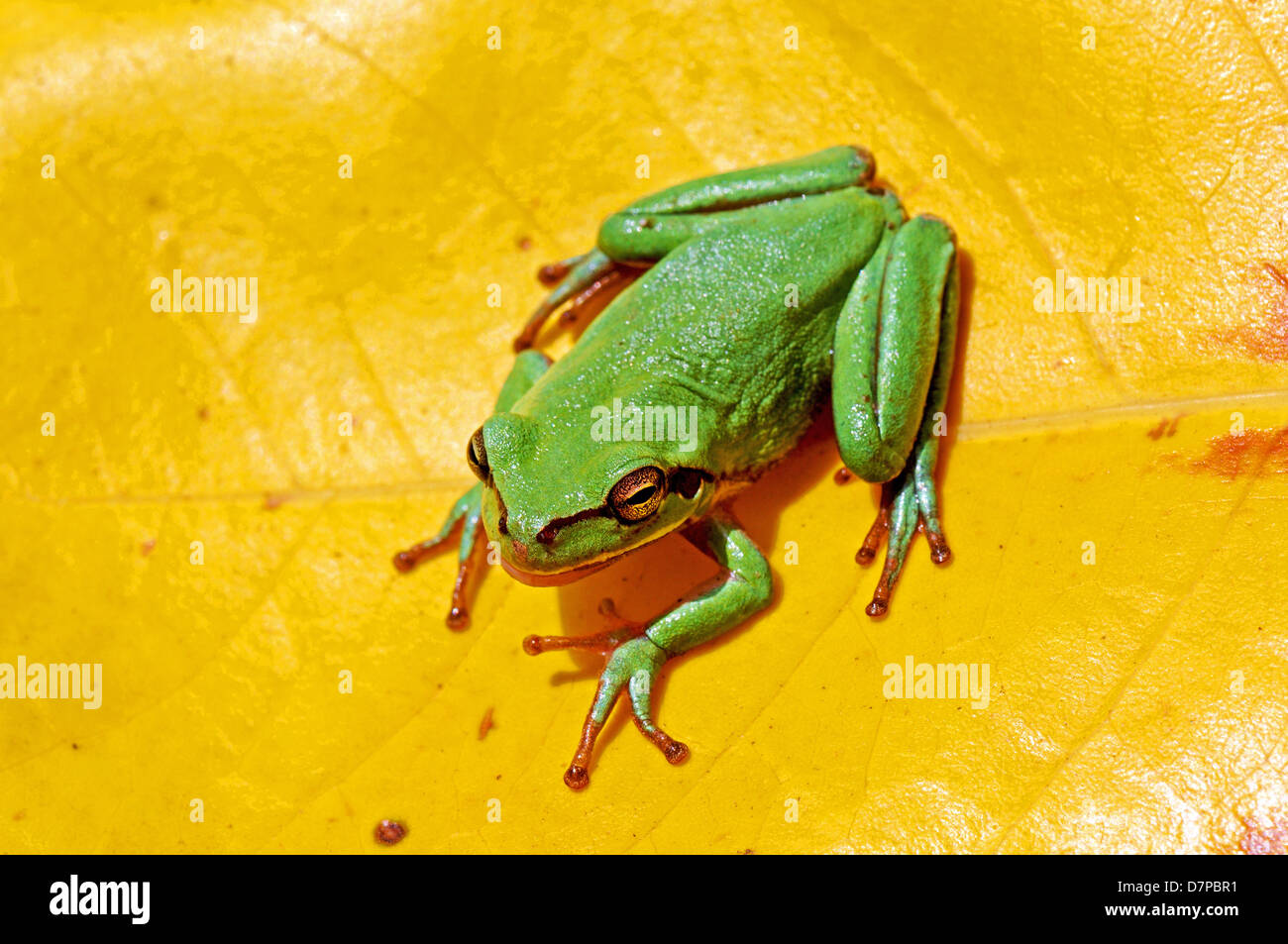 Europäischer Laubfrosch auf gelbes Blatt Stockfoto