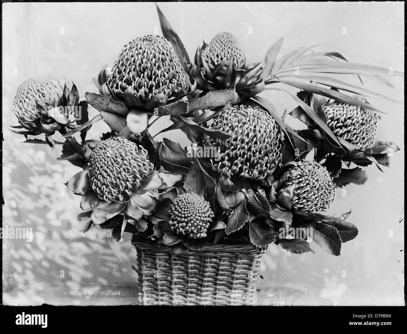 Diese getrocknete Blume zeigt die australische Waratah (Telopea speciosissima), eine einheimische Pflanze, die für ihre auffälligen roten Blüten bekannt ist. Das Arrangement, das im Powerhouse Museum ausgestellt wird, zeigt die Schönheit der einheimischen australischen Flora in einer künstlerischen Stillleben-Komposition. Stockfoto