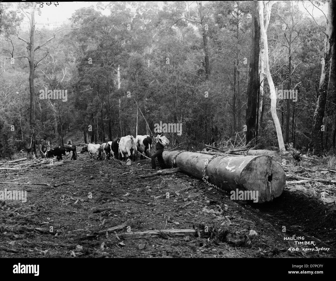 Dieses Schwarzweiß-Foto aus dem Powerhouse Museum zeigt den Prozess des Holzeinschlags. Sie bietet einen historischen Überblick über die Holzeinschlagtechniken, mit einer Pferdeschuppe, die für den Holztransport in frühen Forstbetrieben verwendet wird. Stockfoto