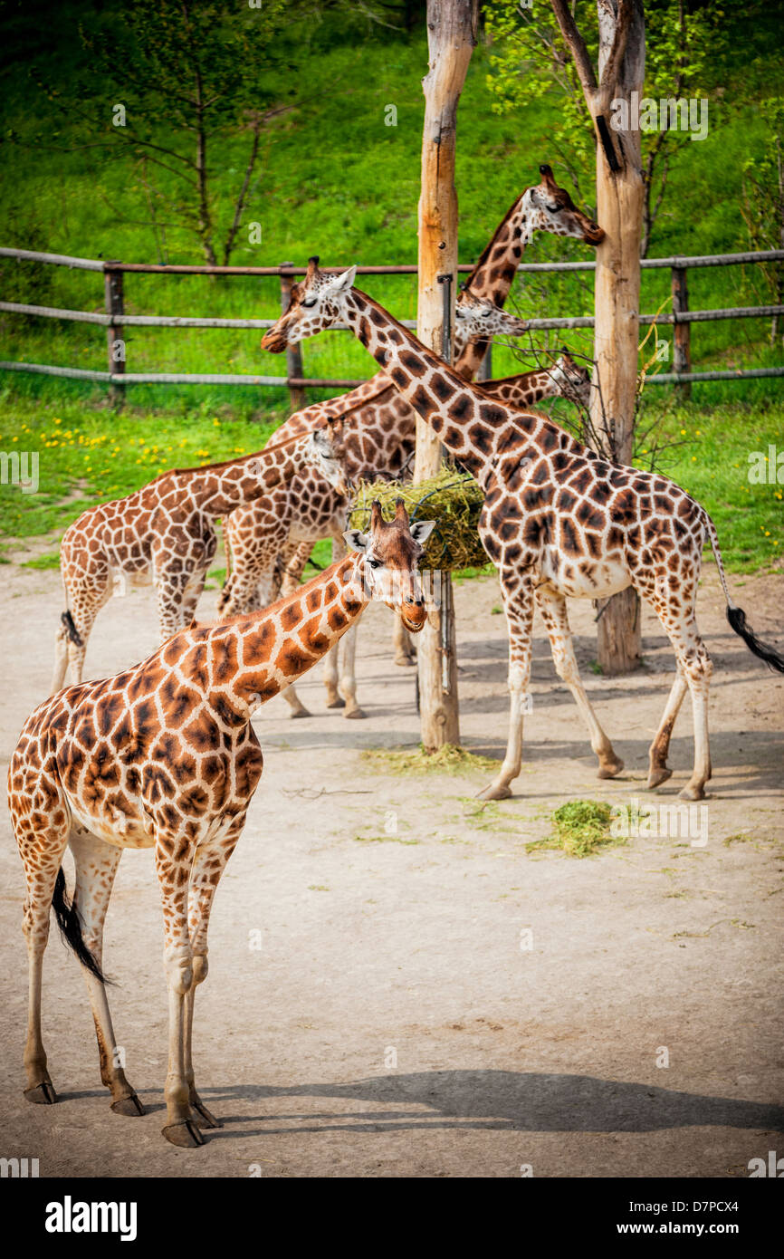 Safari park zoo Fotos und Bildmaterial in hoher Auflösung Alamy
