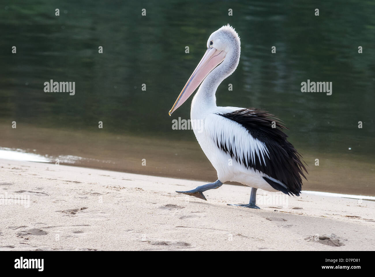 Ein Pelikan zu Fuß auf einem weißen Sandstrand an der Wasserkante Stockfoto