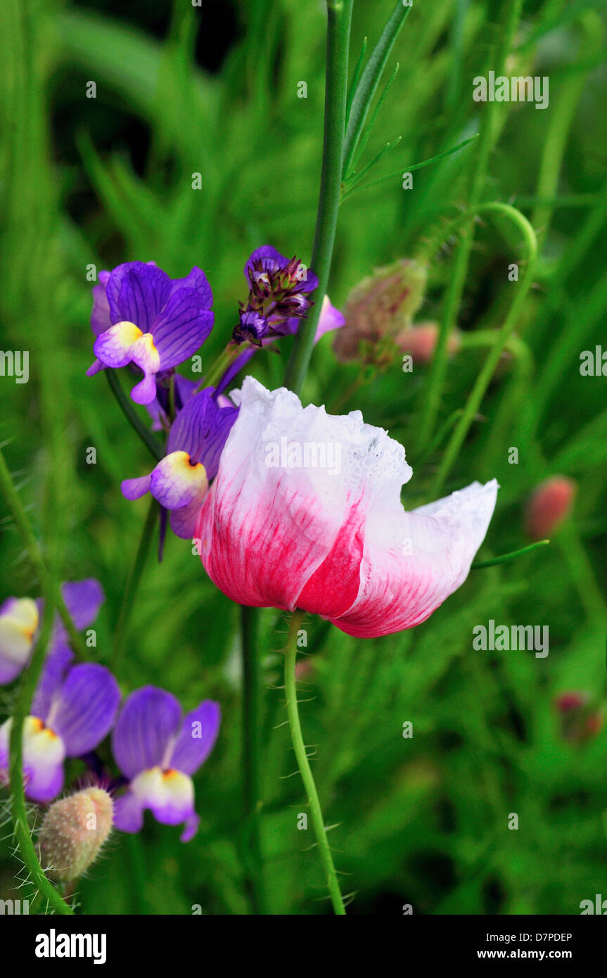 Bereich der wild gemischten Blumen, ausgewählt, um Insekten anzulocken. Stockfoto