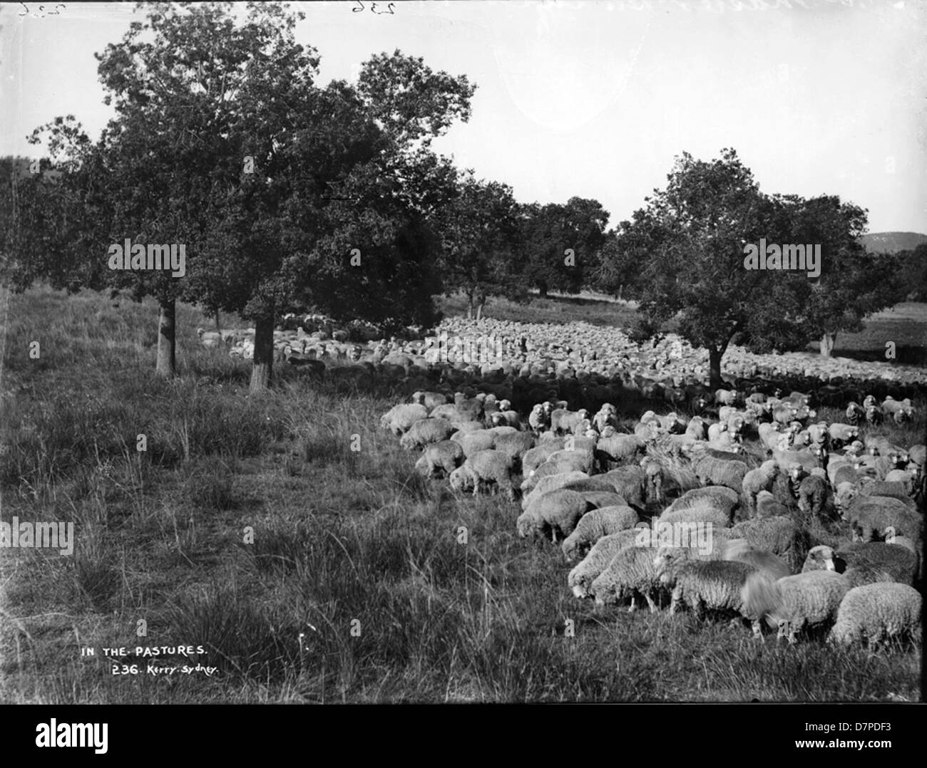 Dieses Foto aus dem Powerhouse Museum zeigt Schafe, die auf einer Weide grasen, vor einem Hintergrund von Bäumen und abfallendem Land. Das Bild zeigt das ländliche Leben und die Landwirtschaft und spiegelt die landwirtschaftlichen Traditionen des frühen 20. Jahrhunderts wider. Stockfoto