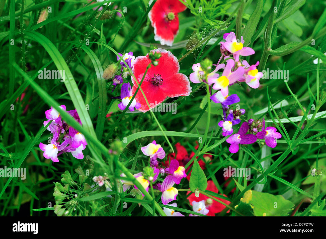 Bereich der wild gemischten Blumen, ausgewählt, um Insekten anzulocken. Stockfoto