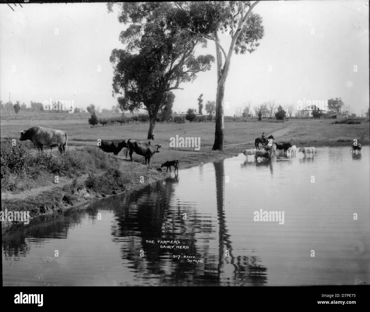 Ein Foto einer Milchherde auf der Billabong Cattle Farm, aufgenommen für die Sammlung des Powerhouse Museums. Das Bild fängt die Kühe an einer Wasserstelle ein und spiegelt das ländliche Leben in Australien wider. Die Umgebung auf dem Bauernhof sowie die Reflektionen von Bäumen und Wasser verdeutlichen die Einfachheit des Lebens im australischen Outback und verdeutlichen die tägliche Routine von Bauern und Viehzüchtern. Stockfoto
