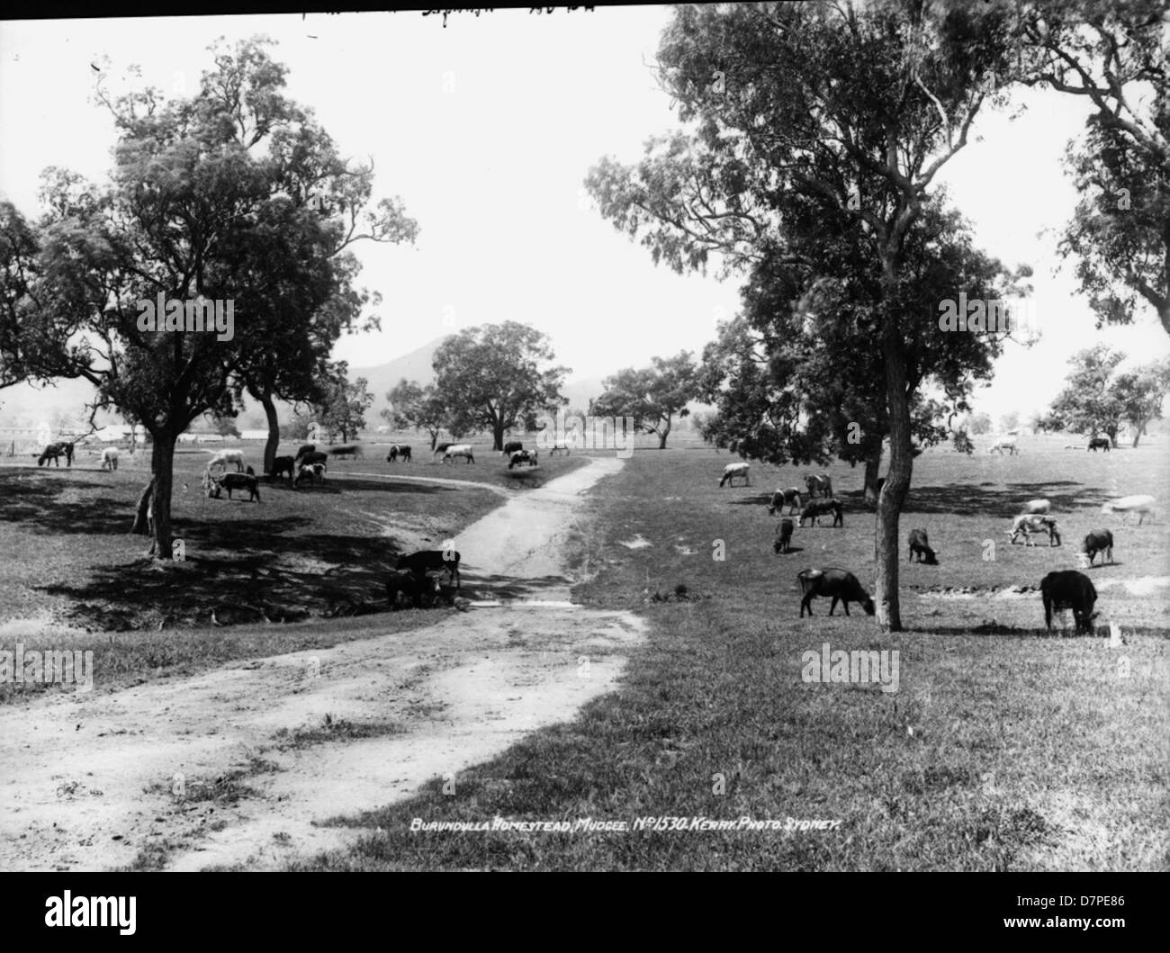 Dieses Schwarzweiß-Foto aus dem Powerhouse Museum zeigt eine Pastoralszene im Burundulla Homestead, Mudgee, die Rinder auf Ackerland mit einer klassischen ländlichen Landschaft im Hintergrund zeigt. Stockfoto