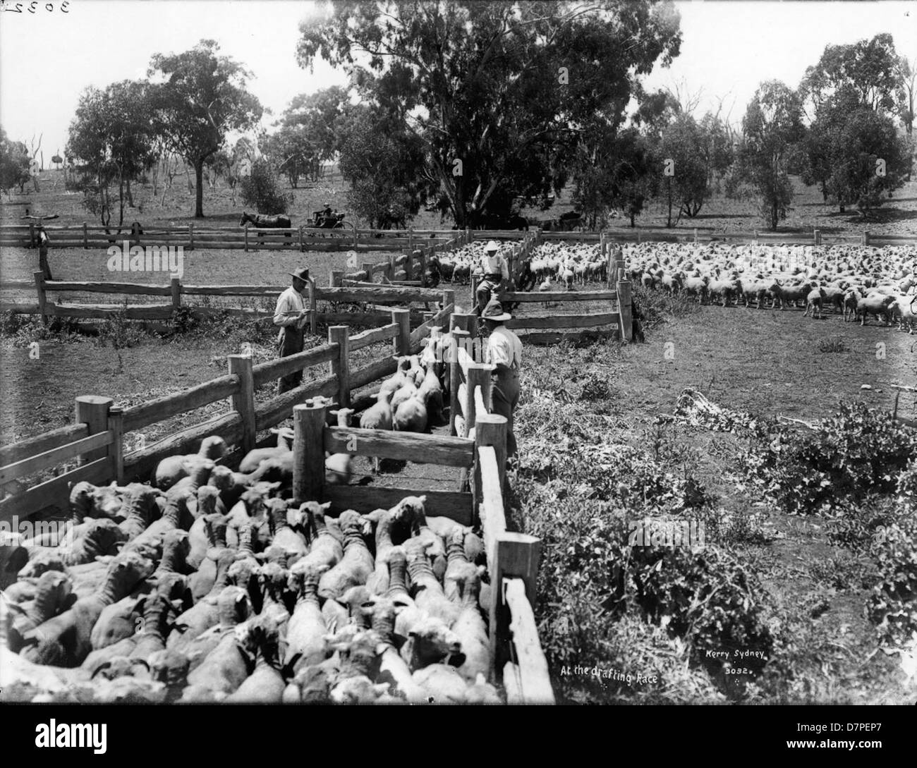 Dieses historische Foto zeigt die Szene eines Zeichentrickens in Australien und zeigt die Wettbewerbscharakter der landwirtschaftlichen Arbeit und die Rolle der Jumbucks (Schafe) in der australischen Landwirtschaft. Es ist Teil der Sammlung des Powerhouse Museums. Stockfoto