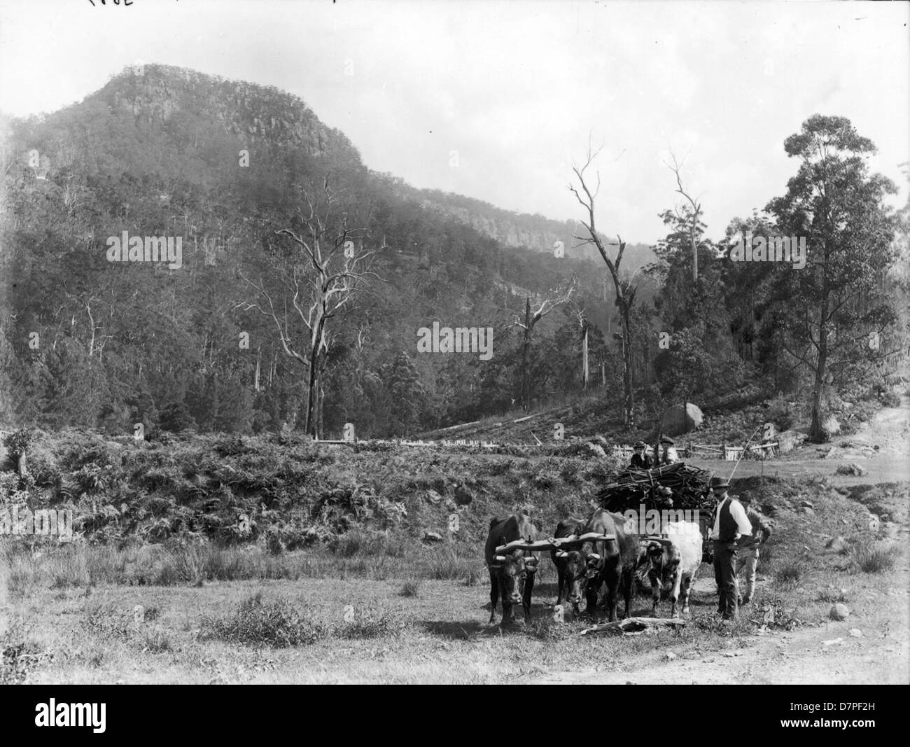 Dieses Schwarzweiß-Bild aus dem Powerhouse Museum zeigt eine Buschszene mit einem kleinen Karren, die den ländlichen und historischen Kontext des australischen Lebens während dieser Zeit feststellt. Stockfoto