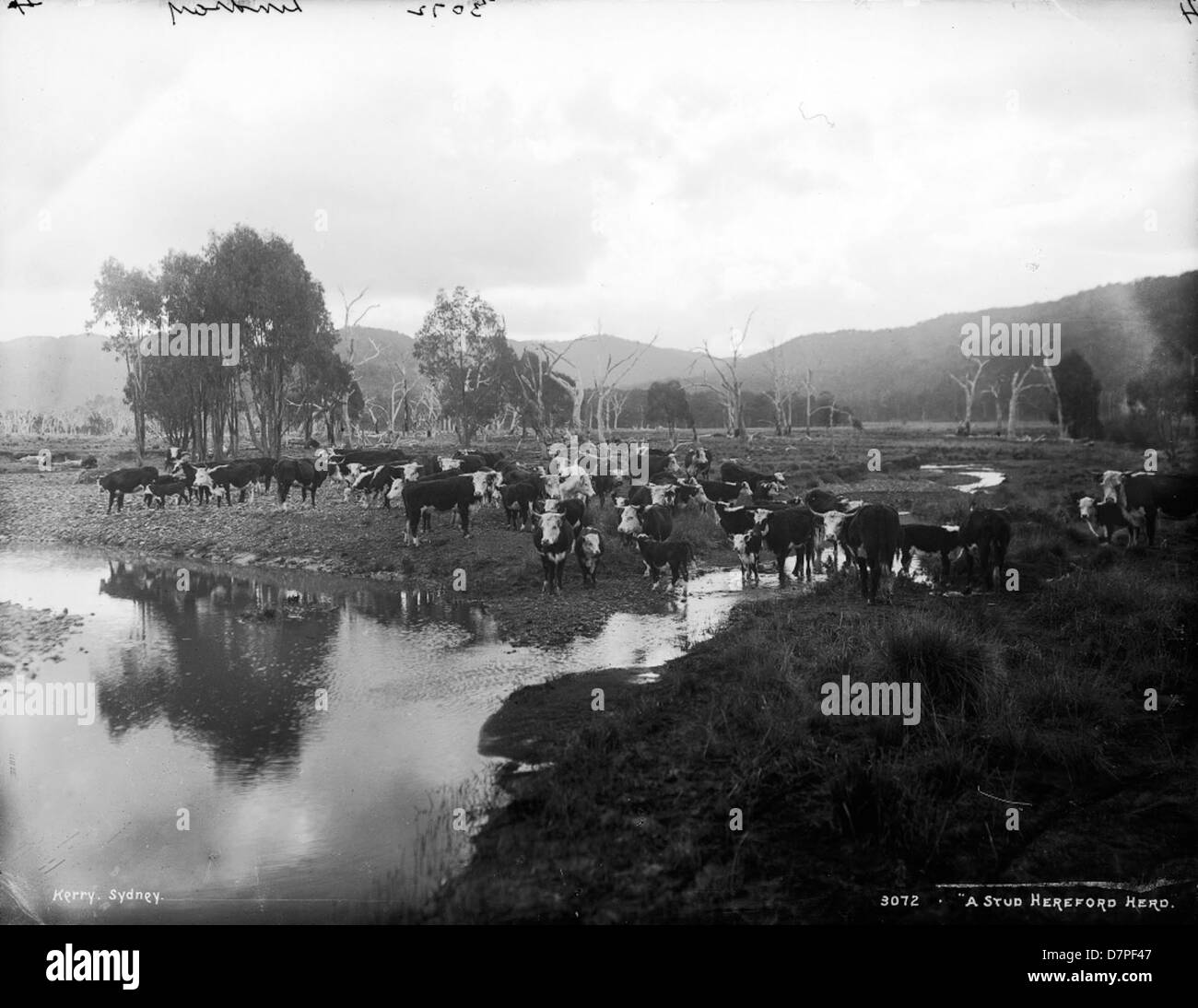 Ein Gestüt Hereford Herde Stockfoto