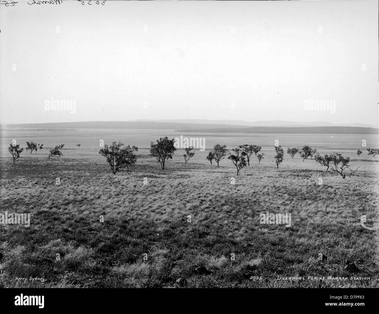 Dieses Bild aus dem Powerhouse Museum zeigt die Liverpool Plains, speziell die Warrah Station in Australien. Das Foto zeigt die natürliche Landschaft, einschließlich Grasland, Bäume und offene Ebenen, die typisch für die Region sind. Stockfoto