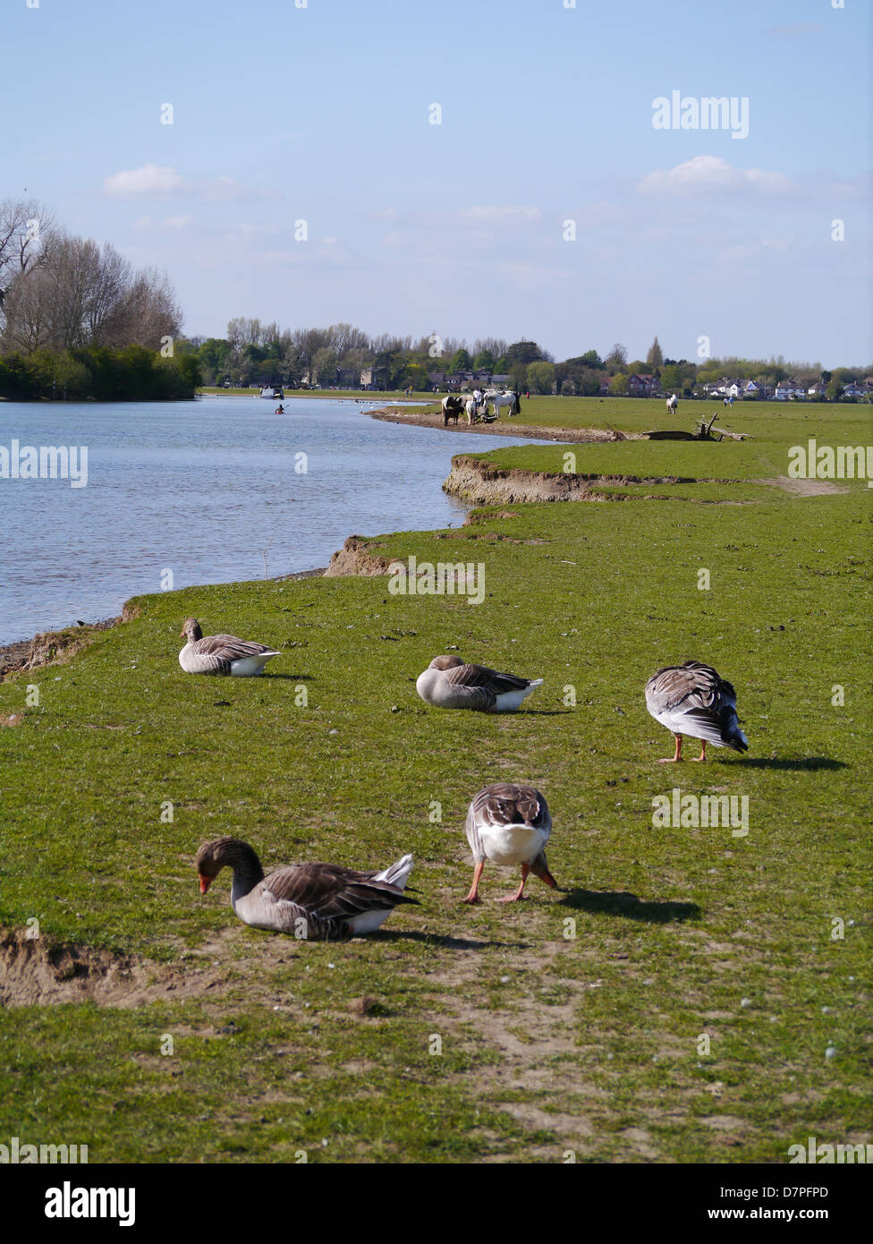 Gänse Weiden auf Port Wiese in der Nähe von Oxford, Oxfordshire, Vereinigtes Königreich mit Wolvercote in der Ferne Stockfoto