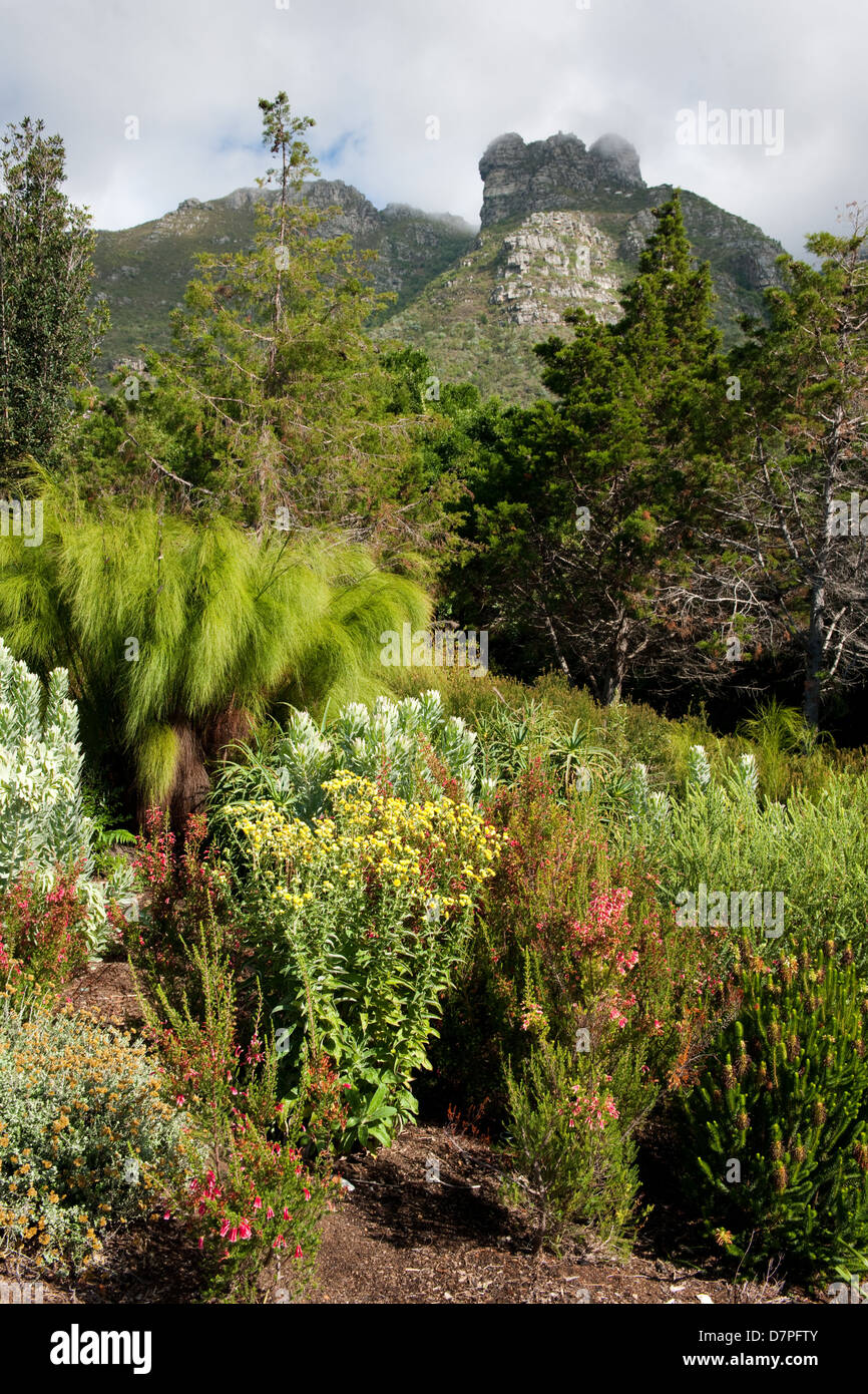 Fynbos, Kirstenbosch National Botanical Garden auf der überschreitet auf den Tafelberg, Kapstadt, Südafrika Stockfoto