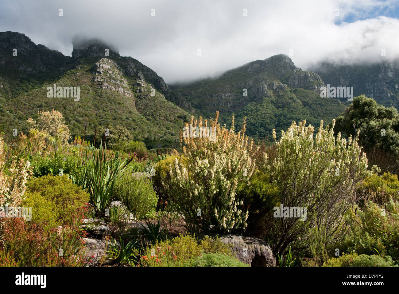 Fynbos, Kirstenbosch National Botanical Garden auf der überschreitet auf den Tafelberg, Kapstadt, Südafrika Stockfoto