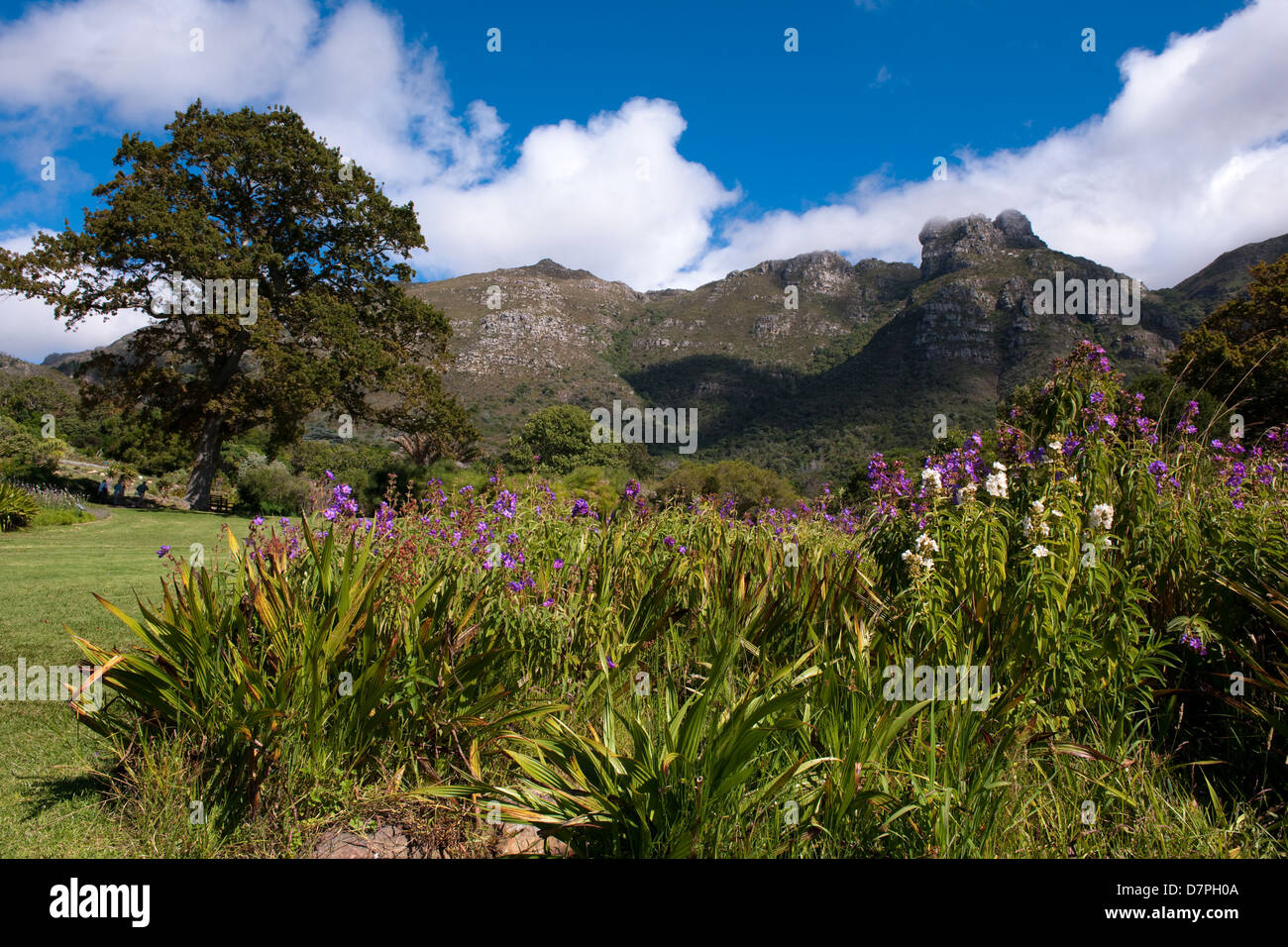 Kirstenbosch National Botanical Garden auf der überschreitet auf den Tafelberg, Kapstadt, Südafrika Stockfoto