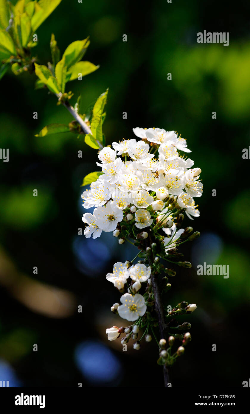 Wild Cherry blossom Stockfoto