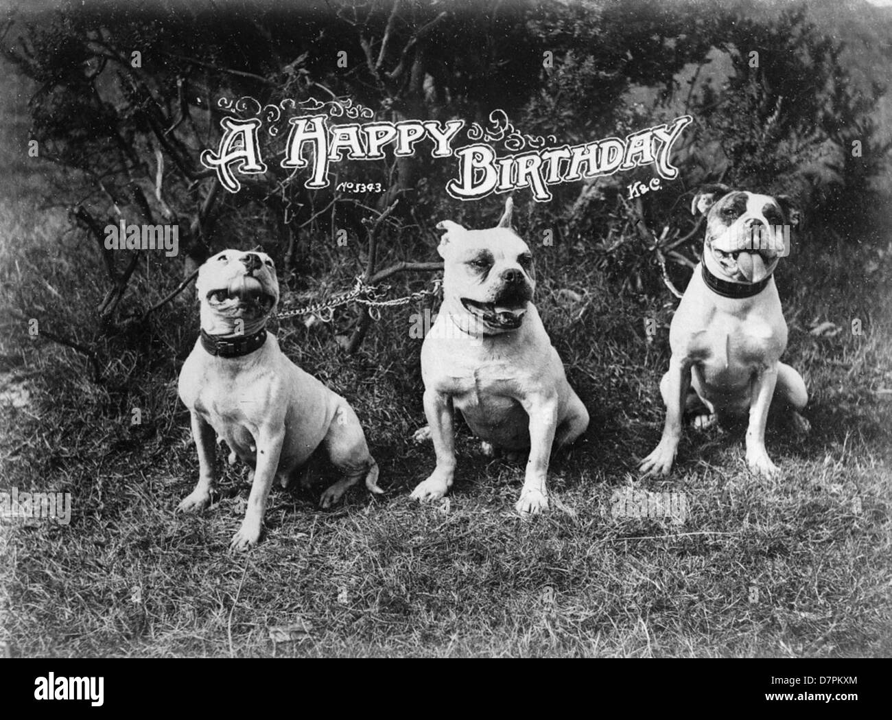 Dieses Bild zeigt eine lehrreiche Ausstellung im Powerhouse Museum, in der Tiere zu einem Geburtstagsthema gezeigt werden. Die Ausstellung betont wahrscheinlich die Tiervielfalt und die Erziehung zu Wildtieren in einem musealen Umfeld. Stockfoto
