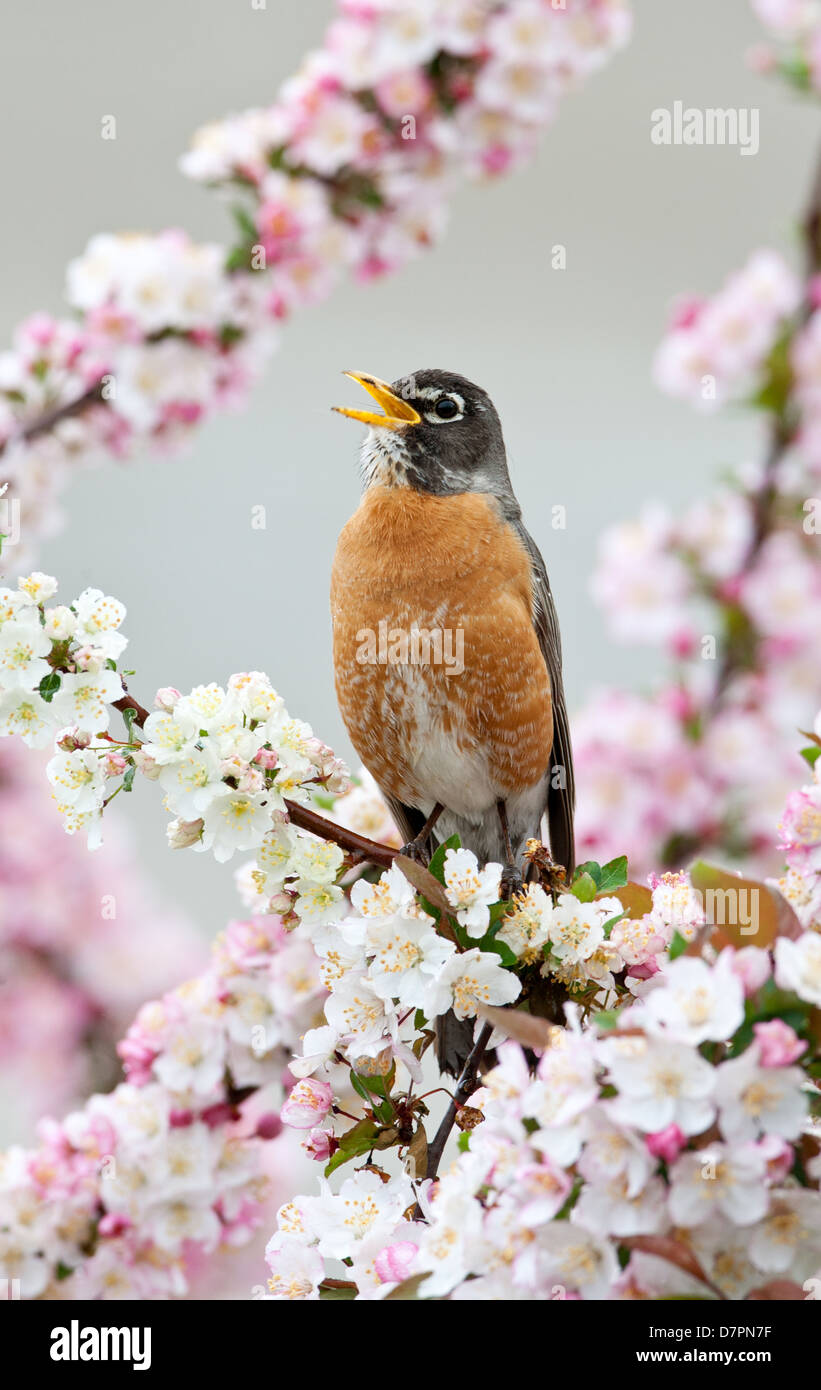 Amerikanischer Robin singt in Crabapple Tree - vertikaler Vogel singvögel Vogelkunde Wissenschaft Natur Tierwelt Umwelt Stockfoto