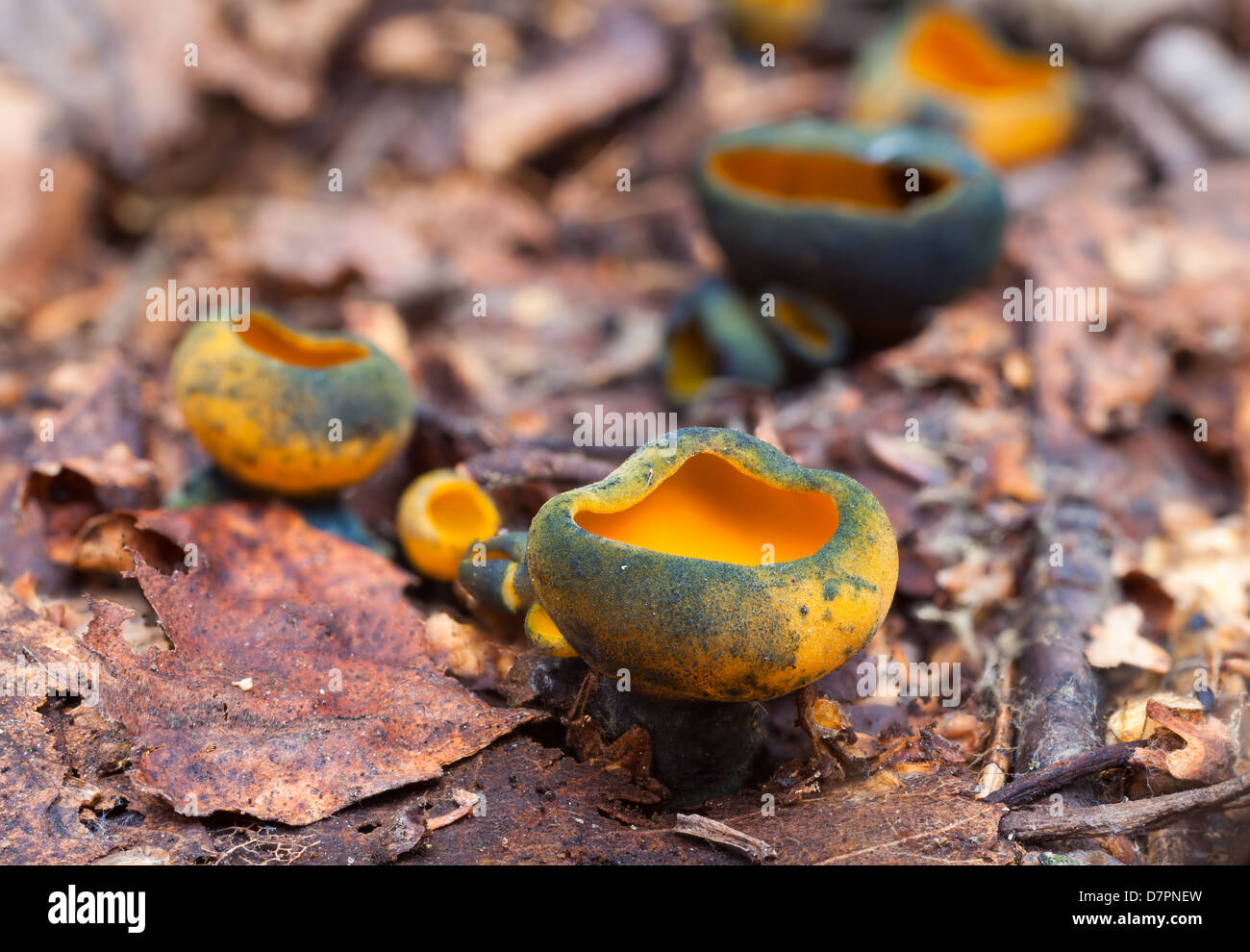 Frühling Orangenschale Pilz, Caloscypha fulgens Stockfoto