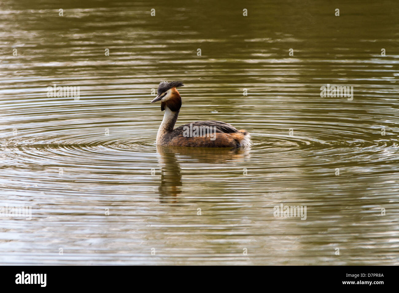 Great Crested Grebe Schwimmen am See in Sessex Stockfoto