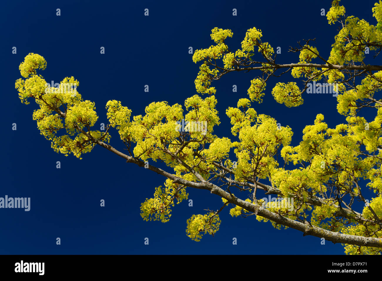 Chartreuse Blütentrauben auf Ästen eines Baumes Spitz-Ahorn im Frühjahr in Toronto Kanada gegen einen klaren blauen Himmel Stockfoto