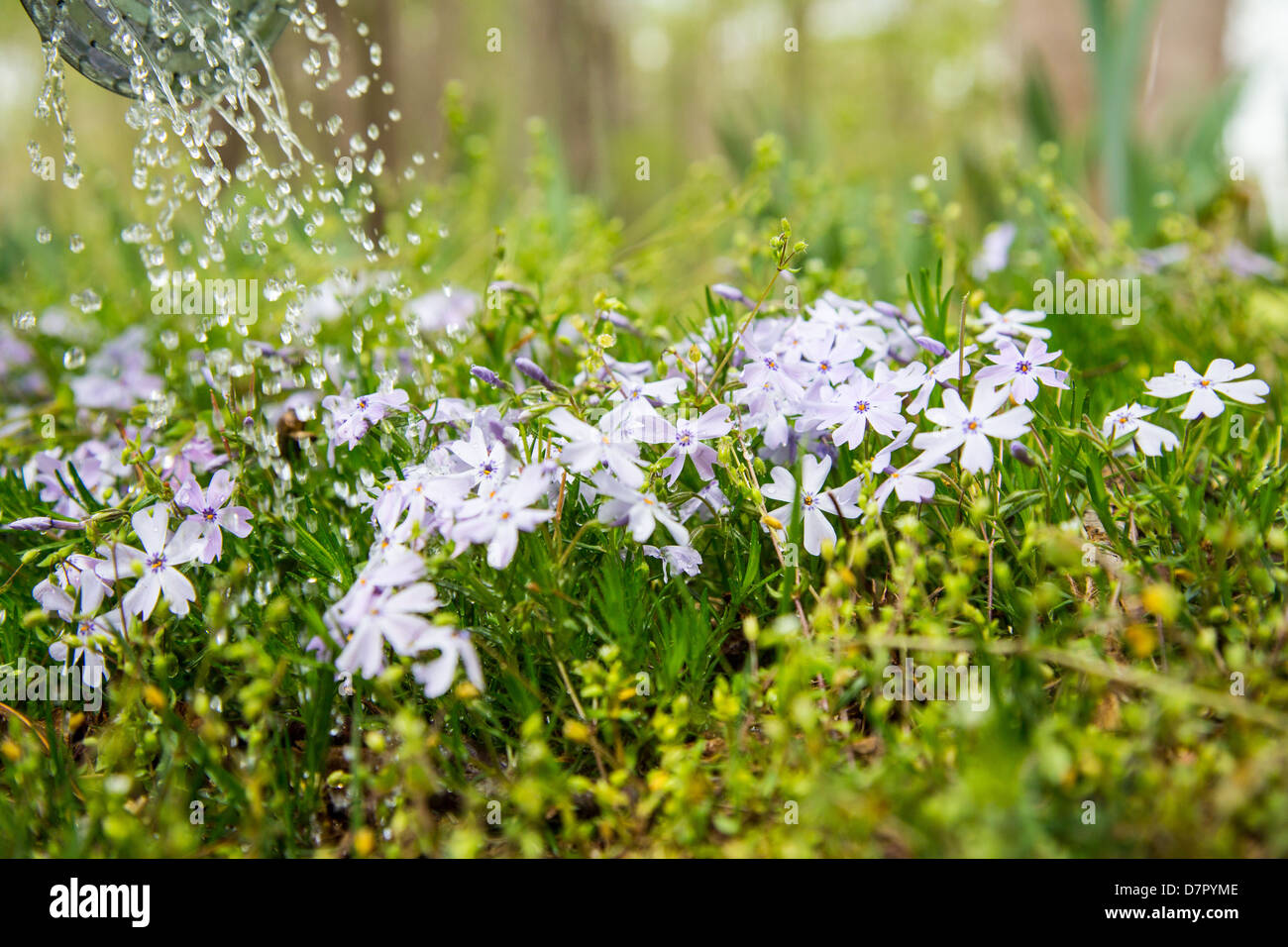 Eine Gießkanne als es Gewässer einen Patch von Phlox. Stockfoto