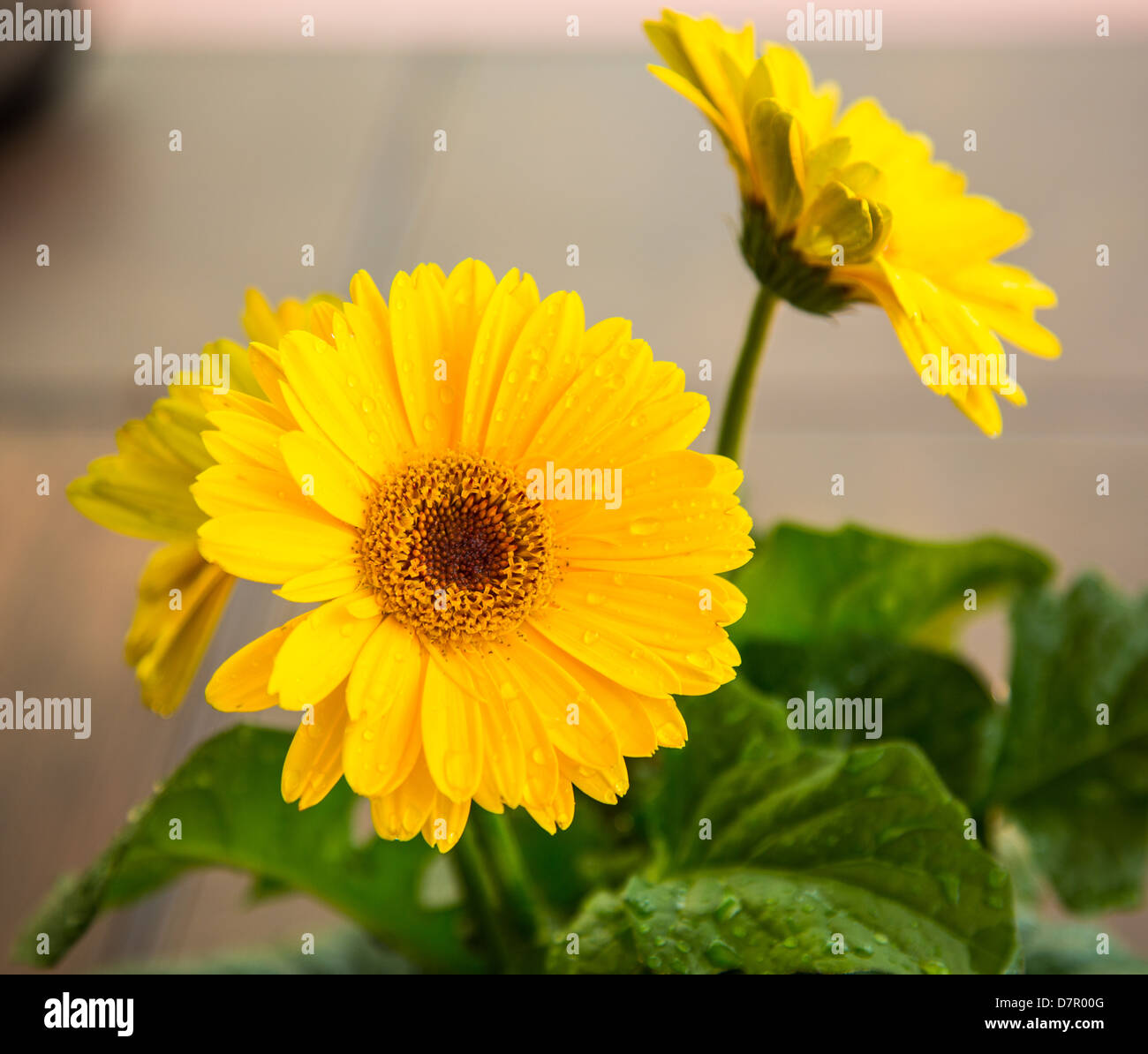 Frische Gerbera, gedreht in den frühen Tagen des Frühlings. Stockfoto