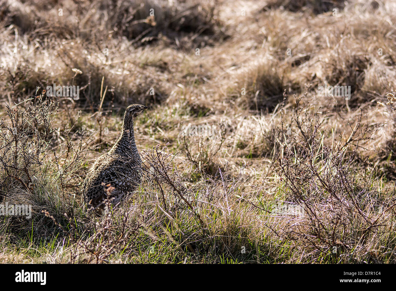 Die Sage Grouse (Centrocercus Urophasianus), in Zypern Hills Alberta Kanada, Frühling Zypern Hügel, Alberta Stockfoto
