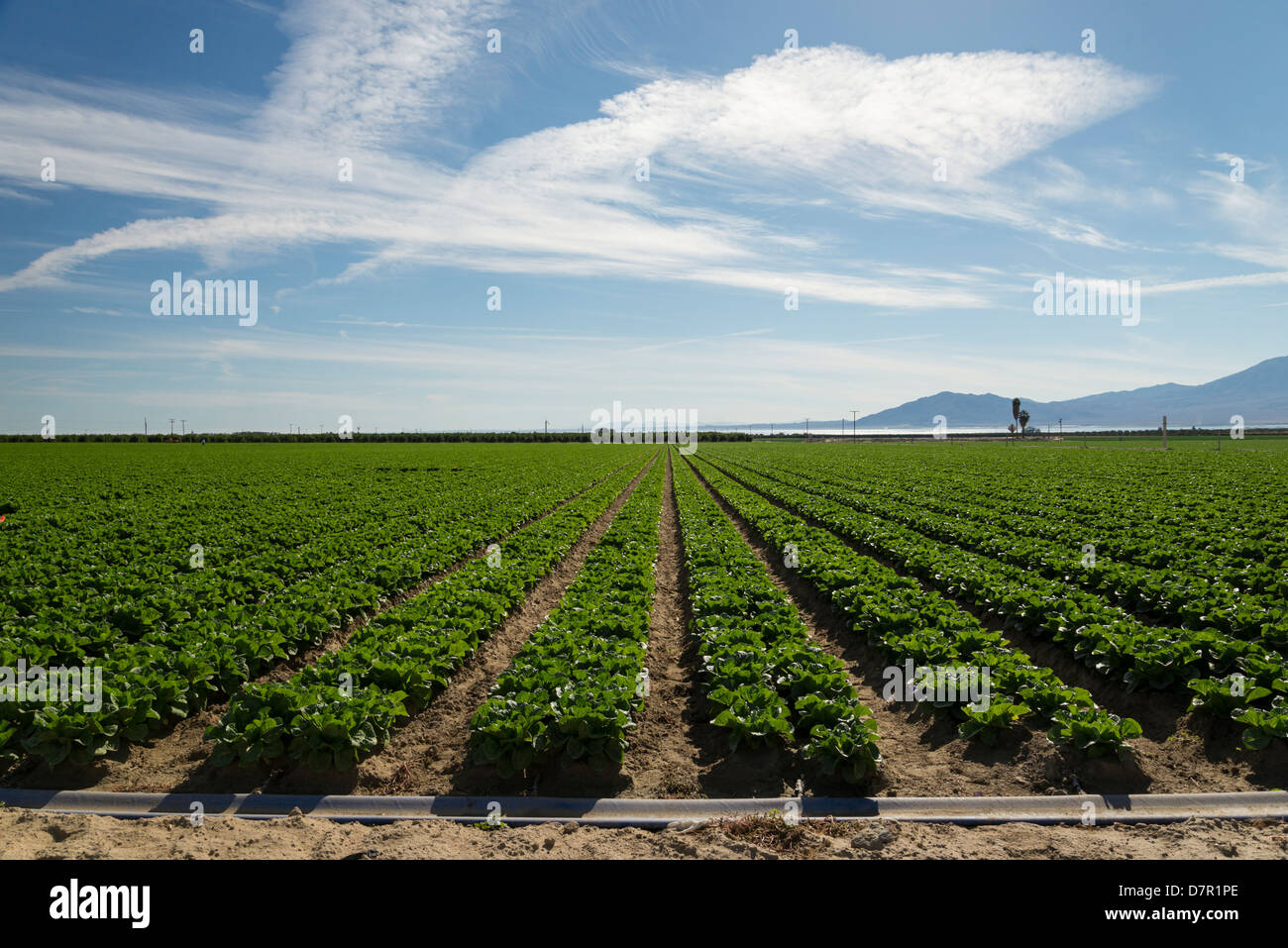 Reihen von Ernten in den landwirtschaftlichen Bereichen von Mekka, Kalifornien, am Salton Meer. Stockfoto
