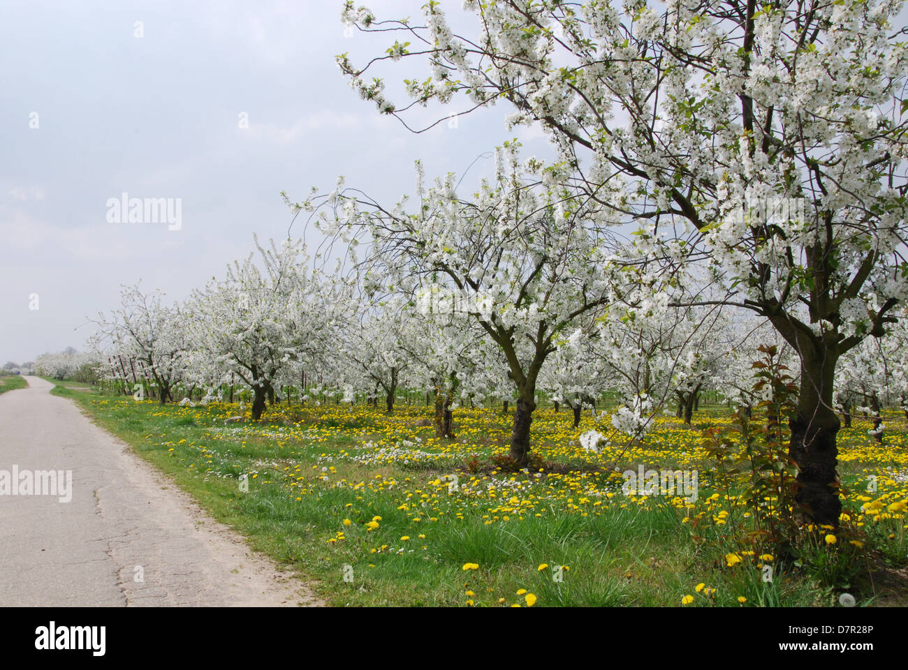 blühende Obst Bäume und Löwenzahn Haspengouw Belgien Stockfoto