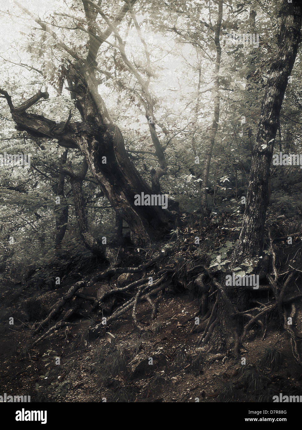 Sommerzeit in den Wald, eingefärbte Infrarot natürliche Hintergründe Stockfoto