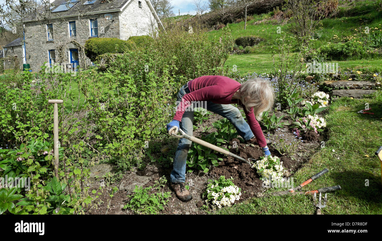 Frau außerhalb Landhaus Haus Stein Hütte graben Primeln heben In der Nähe schwarze Johannisbeere Büsche Garten auf Hang im Frühjahr Wales Großbritannien KATHY DEWITT Stockfoto