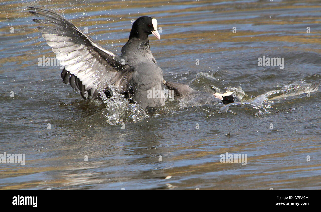 Nahaufnahme von aggressiven Männchen in eurasischen Blässhuhn (Fulica Atra) kämpfen im Frühjahr Stockfoto