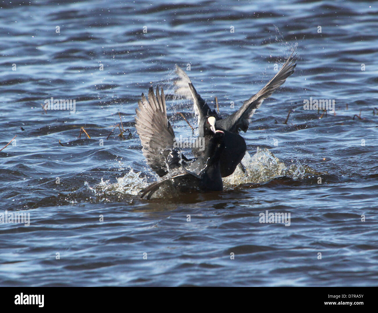 Nahaufnahme von aggressiven Männchen in eurasischen Blässhuhn (Fulica Atra) kämpfen im Frühjahr Stockfoto