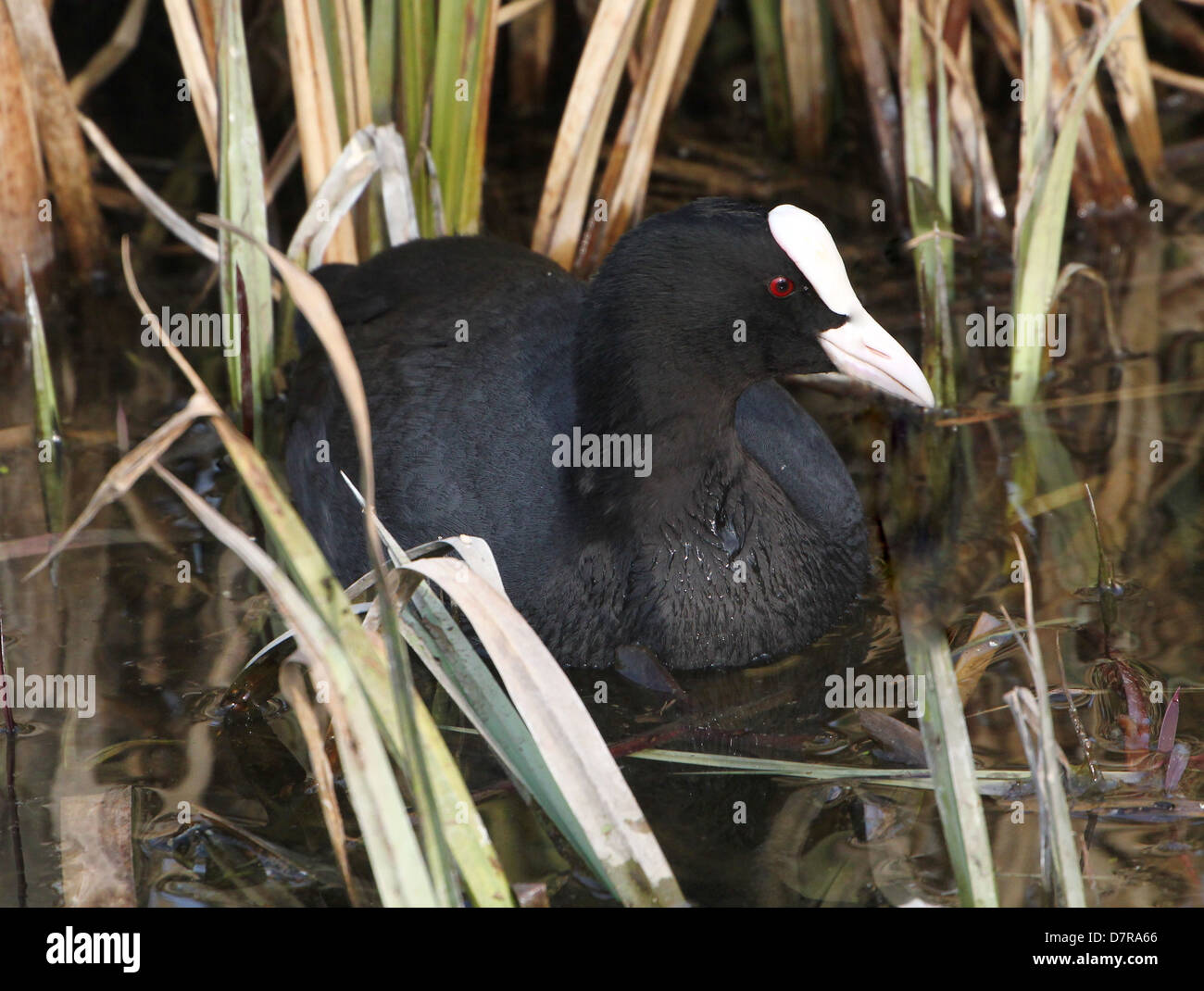 Detaillierte Nahaufnahme von einer eurasischen Blässhuhn (Fulica Atra) Stockfoto