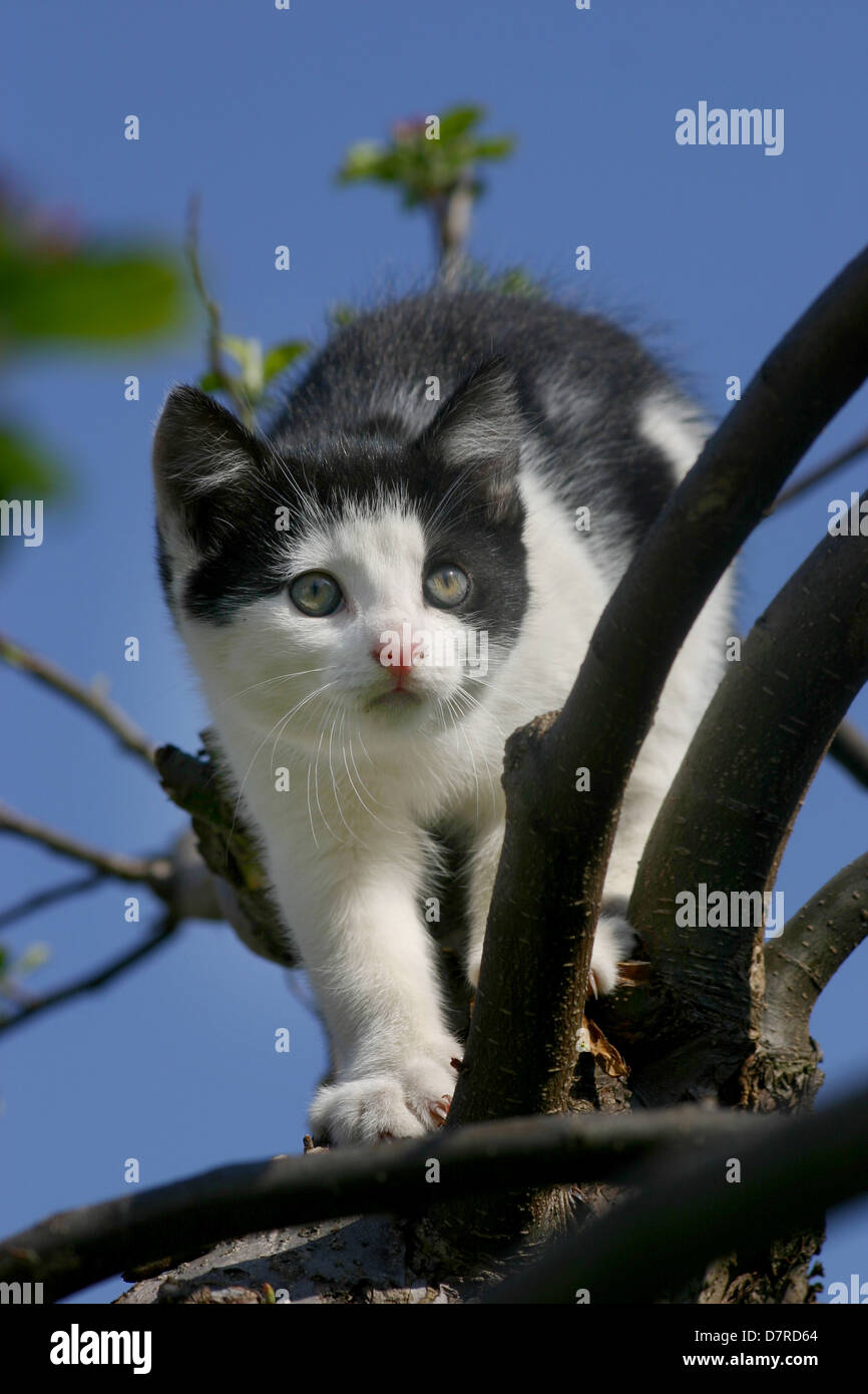 Kätzchen auf einem Baum Stockfoto