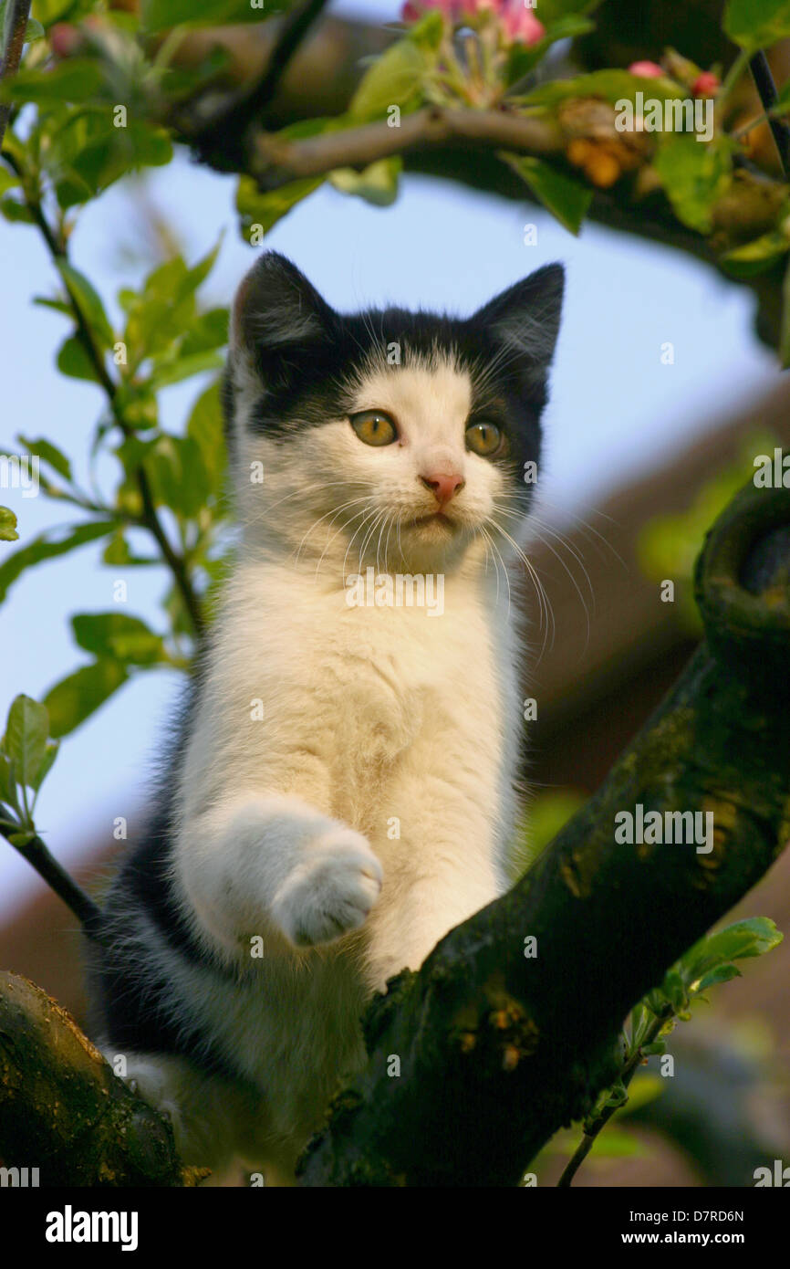 Kätzchen auf einem Baum Stockfoto