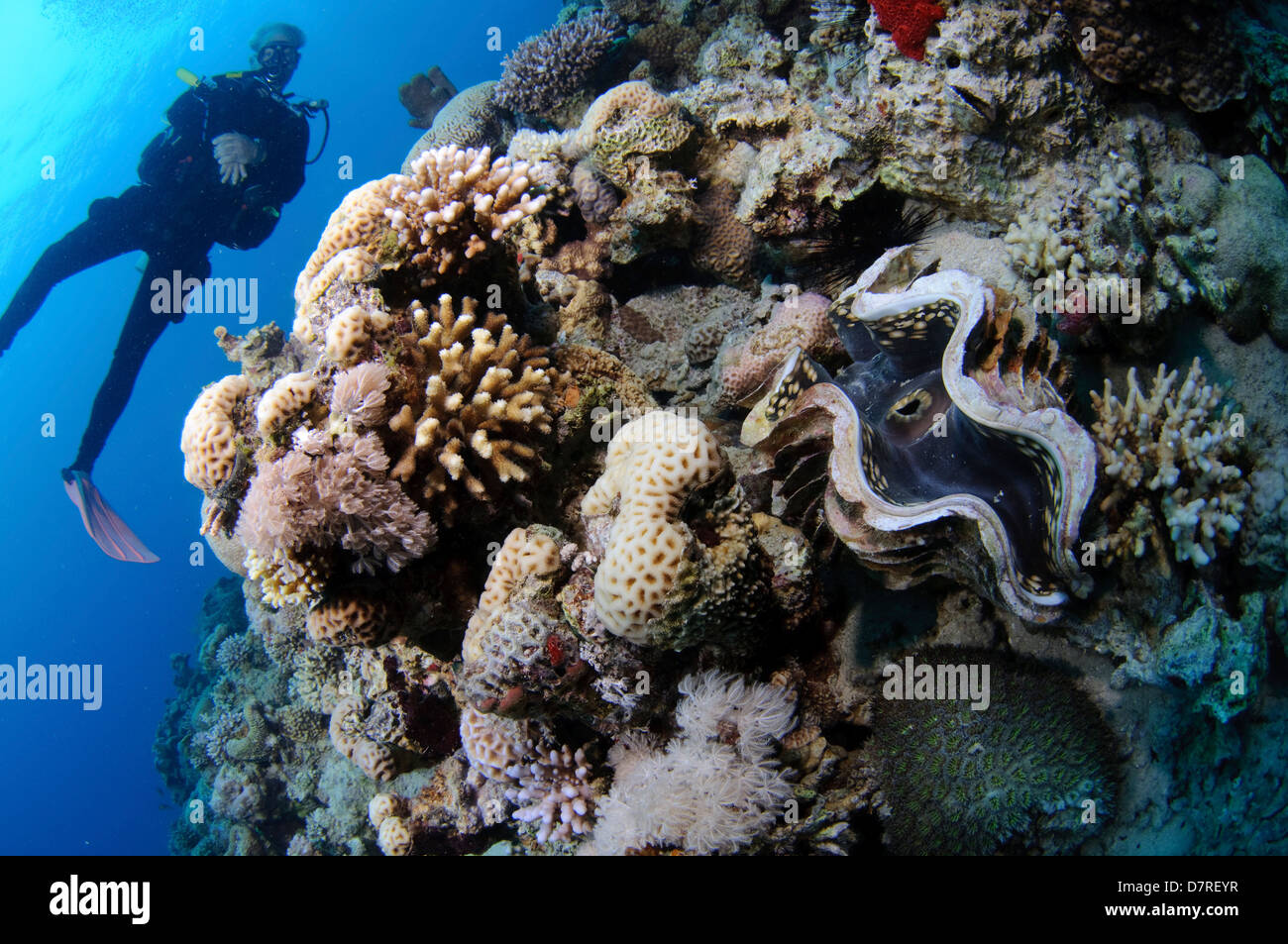 Unterwasser-Fotografie einer großen Muschel in einem Korallenriff im Roten Meer Aqaba, Jordanien Stockfoto