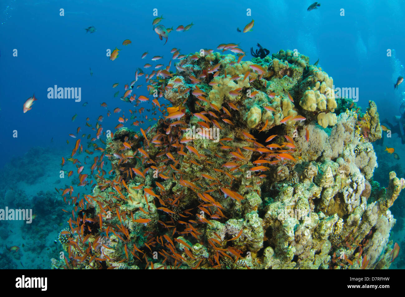 Unterwasser-Fotografie von einem Schwarm Fische schwimmen in der Nähe von einem Korallenriff im Roten Meer Aqaba, Jordanien Stockfoto