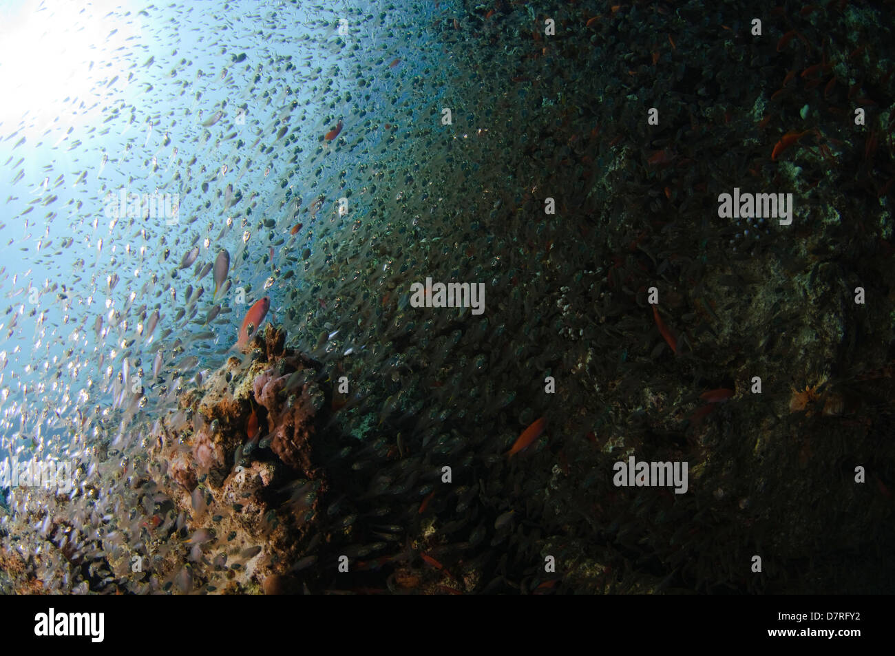 Unterwasser-Fotografie von einem Schwarm Fische schwimmen in der Nähe von einem Korallenriff im Roten Meer Aqaba, Jordanien Stockfoto