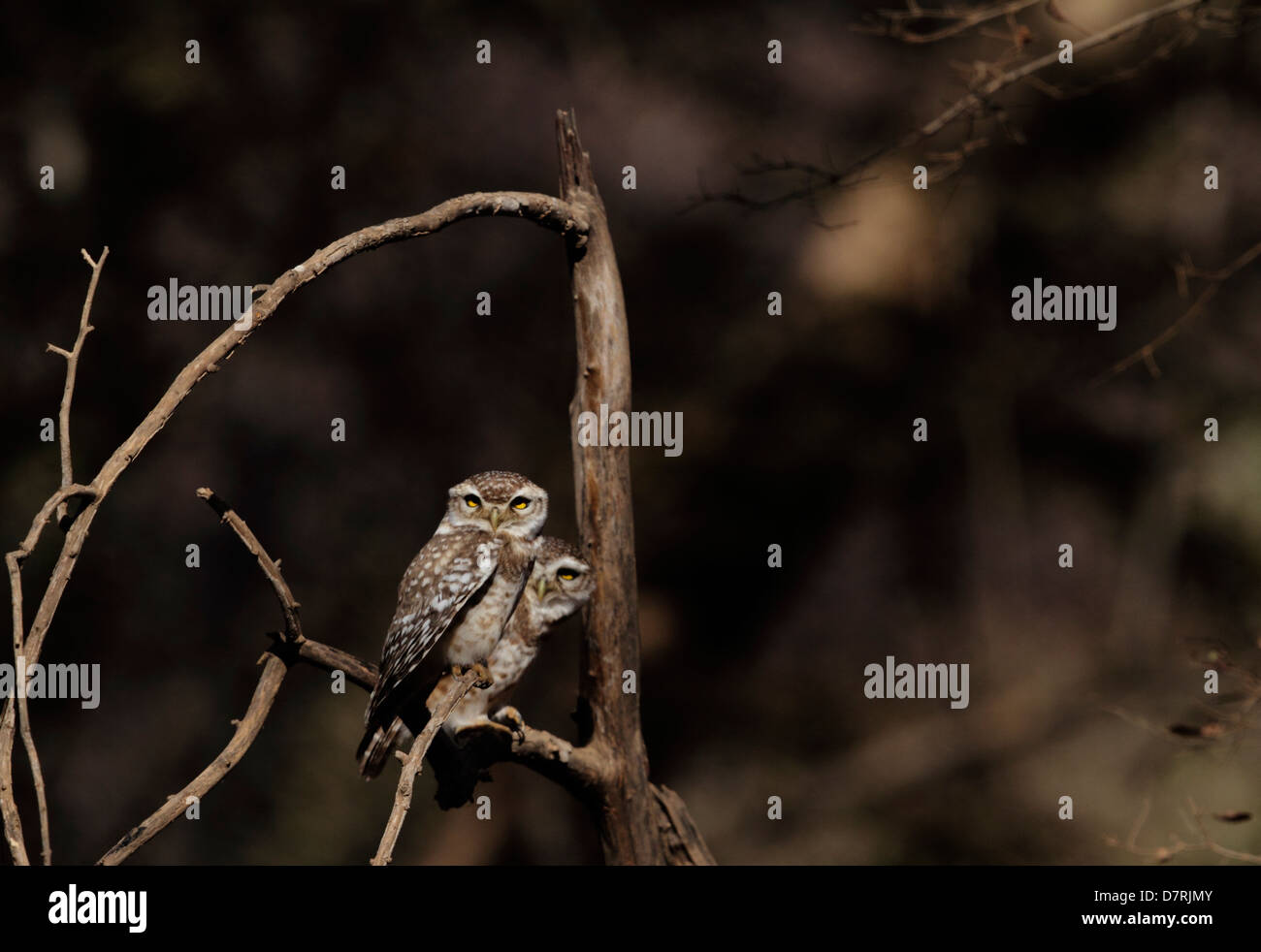 Ein paar entdeckt Nestlingszeit Schlafplatz auf einem Baum im Ranthambhore National park Stockfoto