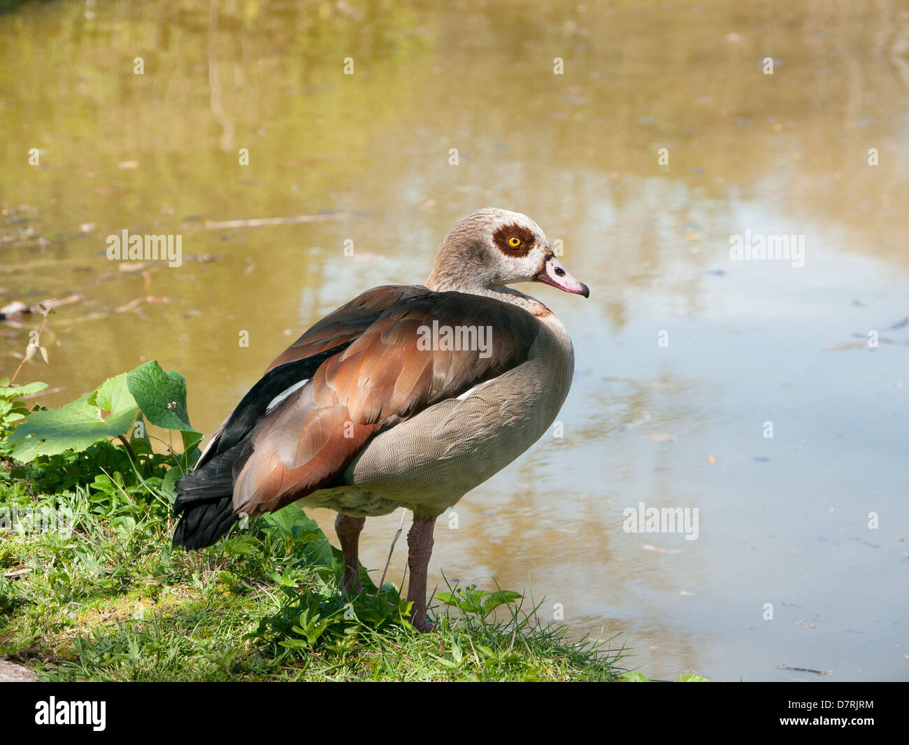 Ente in den Wassergarten im Cliveden House, National Trust Immobilien, Böcke UK, Stockfoto