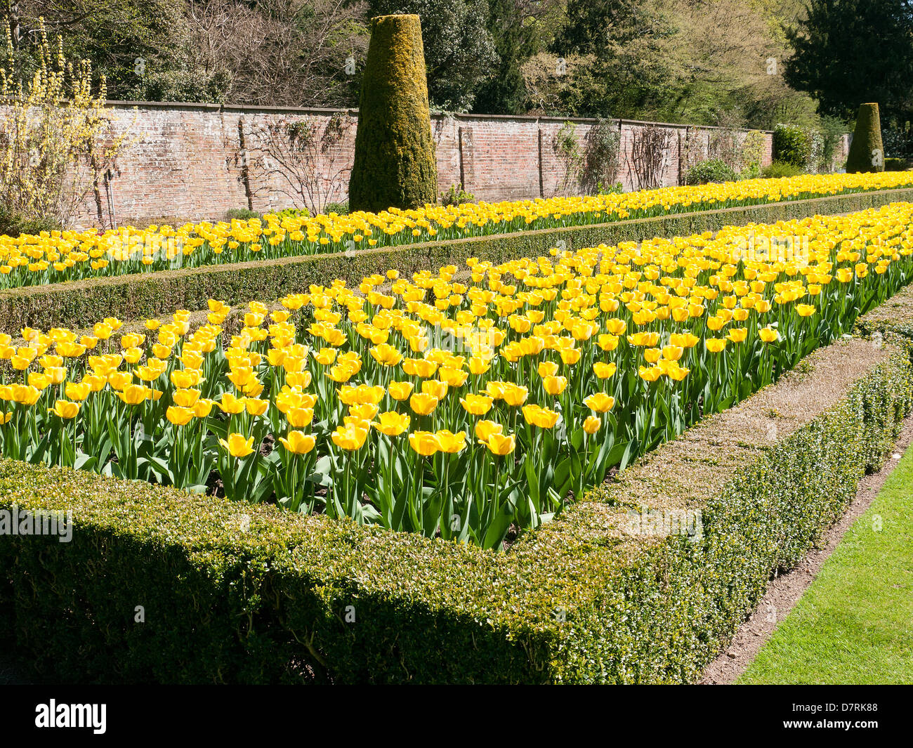 Tulpen im Garten lange, Cliveden House, National Trust Immobilien, Bucks, UK Stockfoto