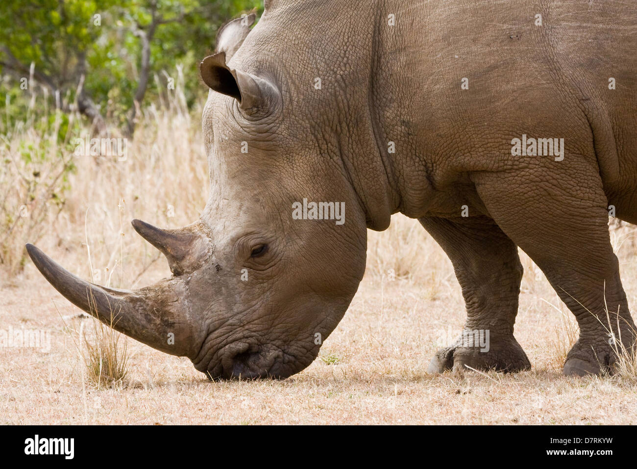 Quadrat-lippige rhinoceros Stockfoto