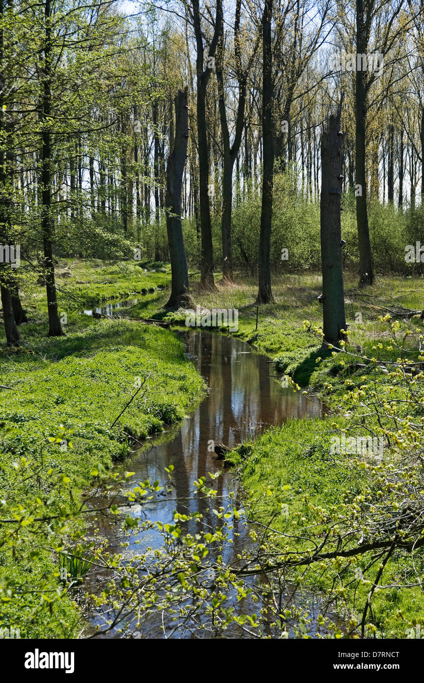 Naturschutzgebiet in Meerbusch, NRW, Deutschland. Stockfoto